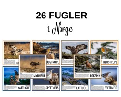 26 fugler i Norge - illustrasjonskort